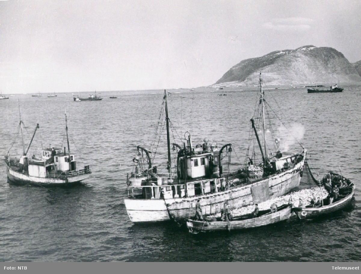 Skip sildefiske båter utenfor Måløy - Norsk Teknisk Museum / DigitaltMuseum